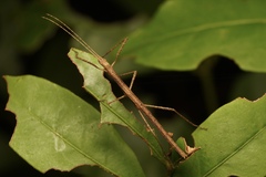 Candovia granulosa