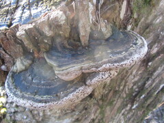 Phellinus igniarius igniarius