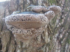 Phellinus igniarius igniarius