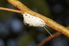 Monophlebidae