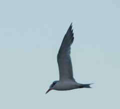 Thalasseus maximus