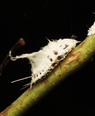 Monophlebidae