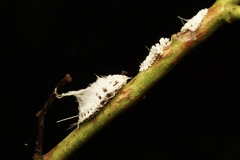 Monophlebidae