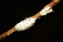 Monophlebidae