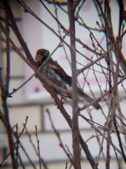 Passer domesticus