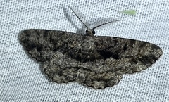 Hypomecis externaria