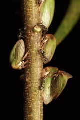 Sextius virescens
