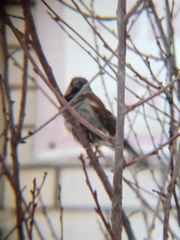 Passer domesticus