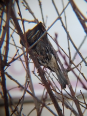 Passer domesticus