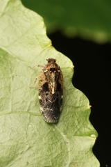 Achilidae
