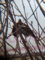 Passer domesticus