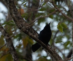 Molothrus bonariensis