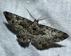 Hypomecis externaria