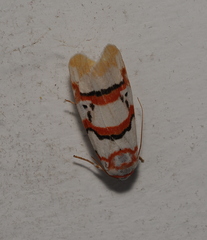 Cyana cruentata