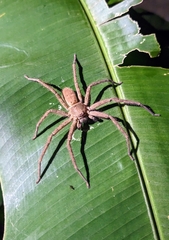 Heteropoda