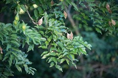 Lonchocarpus punctatus