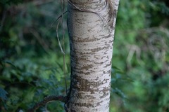 Lonchocarpus punctatus