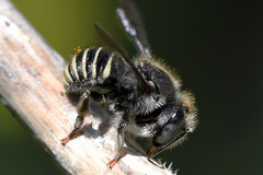 Pseudoanthidium