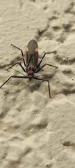 Graptocleptes bicolor