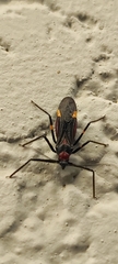Graptocleptes bicolor