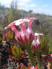 Erica ampullacea
