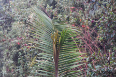 Ceroxylon quindiuense