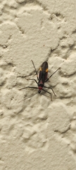 Graptocleptes bicolor