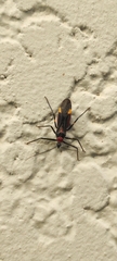 Graptocleptes bicolor