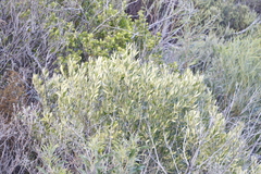 Olea europaea cuspidata