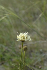 Cephalaria uralensis