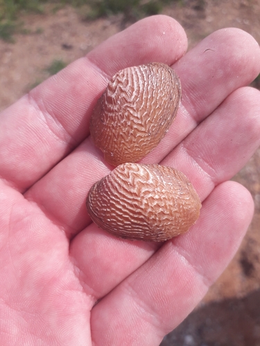 Coelatura hauttecoeuri