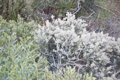 Tarchonanthus littoralis