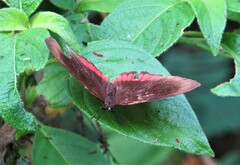 Biblis hyperia