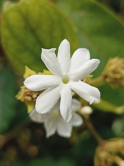 Jasminum malabaricum