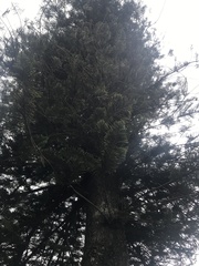 Araucaria heterophylla