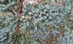 Juniperus squamata