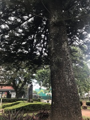 Araucaria heterophylla