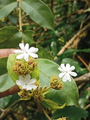 Jasminum malabaricum
