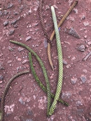 Araucaria heterophylla