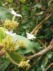 Jasminum malabaricum