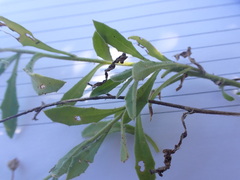 Osteospermum calendulaceum