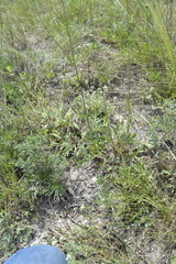 Cephalaria uralensis