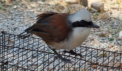 Garrulax leucolophus