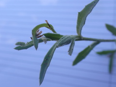 Osteospermum calendulaceum