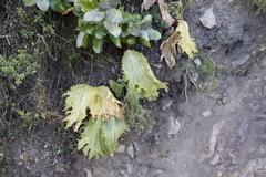 Lichtensteinia lacera