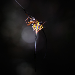 Macracantha arcuata