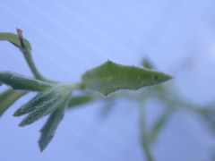Osteospermum calendulaceum