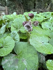 Petasites pyrenaicus