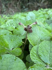 Petasites pyrenaicus
