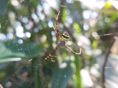 Argiope aetheroides